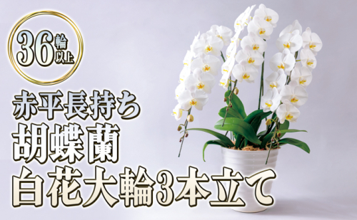 赤平長持ち胡蝶蘭白花大輪3本立て（36輪以上） 109698 - 北海道赤平市