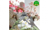 花咲く観葉ベゴニア3株セット