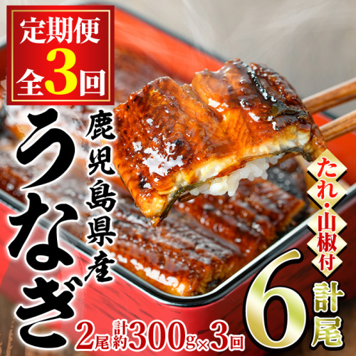 【36039】＜定期便・全3回＞東串良町のうなぎ蒲焼(無頭)(2尾・計約300g・タレ、山椒付×3回)うなぎ 高級 ウナギ 鰻 国産 蒲焼 蒲焼き たれ 鹿児島 ふるさと 人気【アクアおおすみ】