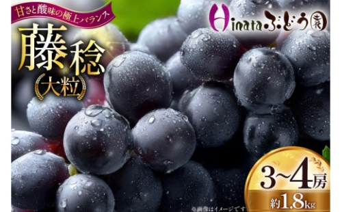 【期間限定発送】 ぶどう 大粒ぶどう 藤稔 3～4房 約 1.8kg [Ｈinataぶどう園 山形県 高畠町 tk06ayt190010] ぶどう ブドウ 葡萄 ふじみのり 大粒 種なし くだもの 果物 フルーツ 産地直送 農家直送