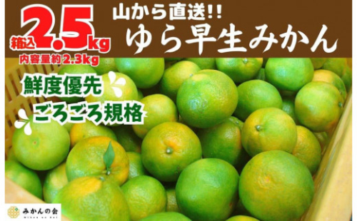 ゆら早生 みかん 山から直送 箱込 2.5kg (内容量 2.3kg) 採れたてそのままごろごろ規格 有田みかん 和歌山県産 【みかんの会】 1101241 - 和歌山県有田川町