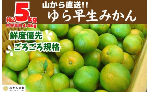 ゆら早生 みかん 山から直送 箱込 5kg (内容量 4.4kg) 採れたてそのままごろごろ規格 有田みかん 和歌山県産 【みかんの会】 1101243 - 和歌山県有田川町