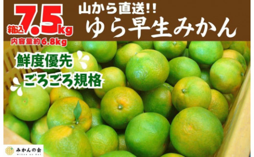 ゆら早生 みかん 山から直送 箱込 7.5kg (内容量 6.8kg) 採れたてそのままごろごろ規格 有田みかん 和歌山県産 【みかんの会】 1101244 - 和歌山県有田川町
