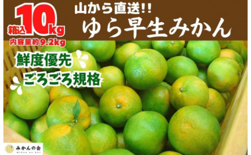ゆら早生 みかん 山から直送 箱込 10kg (内容量 9.2kg) 採れたてそのままごろごろ規格 有田みかん 和歌山県産 【みかんの会】 1101253 - 和歌山県有田川町