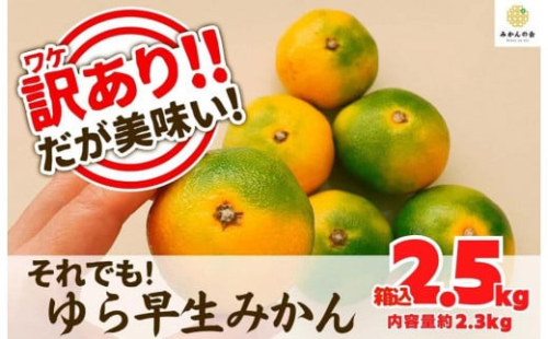 訳あり ゆら早生 みかん 箱込2.5kg (内容量 2.3kg)サイズミックス 有田みかん 和歌山県産 【みかんの会】 1101323 - 和歌山県有田川町