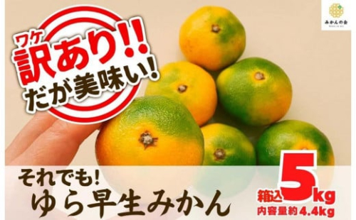 訳あり ゆら早生 みかん 箱込5kg(内容量 4.4kg)サイズミックス  有田みかん 和歌山県産 【みかんの会】 1101369 - 和歌山県有田川町