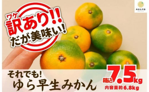 訳あり ゆら早生 みかん 箱込7.5kg(内容量 6.8kg)サイズミックス 有田みかん 和歌山県産 【みかんの会】 1101370 - 和歌山県有田川町