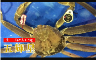 172-2．五輝星（いつきぼし）生松葉ガニ（特々大1.2kg）数量限定品【魚倉】