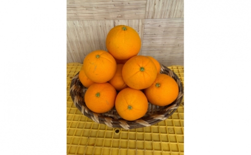 完熟ネーブルオレンジ 赤秀品 5kg（М・L・2L/サイズ指定不可） 1102930 - 和歌山県有田川町