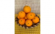 完熟ネーブルオレンジ 赤秀品 5kg（М・L・2L/サイズ指定不可）