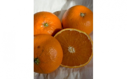 完熟清見オレンジ 赤秀品 5kg（М・L・2L/サイズ指定不可） 1102931 - 和歌山県有田川町