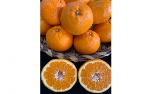 完熟はるみオレンジ 赤秀品 5kg （L～3Lサイズ混合/サイズ指定不可） 1102985 - 和歌山県有田川町