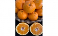 完熟はるみオレンジ 赤秀品 5kg （L～3Lサイズ混合/サイズ指定不可）