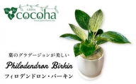 グリーンとホワイトのコントラストが美しい『 フィロデンドロン ・ バーキン 』 糸島市  / cocoha 観葉植物 [AWB032]