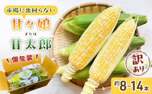 訳あり とうもろこし 先行予約 甘々娘 または 甘太郎 約8本～14本 家庭用 テルもろこし 先端カット済 個包装 レンジ調理 レンチン 旬 冷蔵配送 静岡 浜松市  2026年6月下旬頃より順次発送 配送不可：離島 110484 - 静岡県浜松市