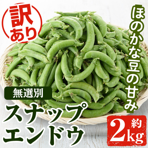 ＜訳あり＞鹿児島県産 スナップエンドウ(約2kg) 国産 野菜 スナップエンドウ スナップえんどう おつまみ サラダ 炒め物 訳アリ サイズ混合【松永青果】a-12-286-z 1105514 - 鹿児島県阿久根市