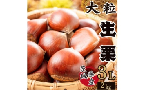 2026年産!大粒生栗 先行予約受付中 かすみがうら市産　生栗　3Lサイズ 2kg_栗 くり 茨城県 かすみがうら市 秋の味覚 美味しい 人気 おすすめ 送料無料【1437715】