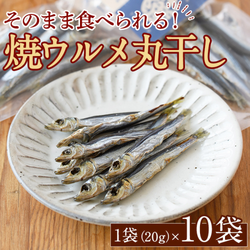焼ウルメ丸干し10袋セット(20g×10袋)海産物 いわし 鰯 ウルメイワシ おつまみ おかず【下園薩男商店】akn086-07 1107958 - 鹿児島県阿久根市