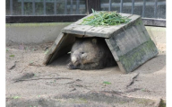 【24-11】五月山動物園　ウォンバットグッズD