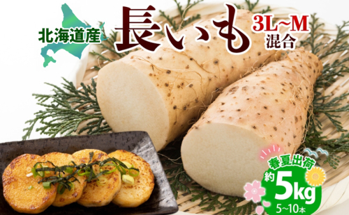 北海道産 長いも 春夏出荷 約5kg 2026年5月上旬～6月下旬頃お届け 長芋 ながいも とろろ 農作物 野菜 新鮮 根菜  山かけ 産地直送 お取り寄せ 送料無料 冷蔵 北海道 洞爺湖町 110994 - 北海道洞爺湖町