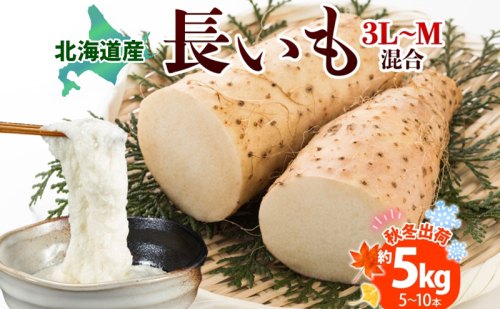  北海道産 長いも 秋冬出荷 約5kg 2024年11月中旬～2025年3月下旬お届け 長芋 ながいも とろろ 農作物 野菜 新鮮 根菜 新物 山かけ 産地直送 お取り寄せ 送料無料 冷蔵 北海道 洞爺湖町 110995 - 北海道洞爺湖町