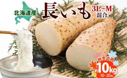 北海道産 長いも 秋冬出荷 約10kg 2025年11月中旬～2026年3月下旬お届け 長芋 ながいも とろろ 農作物 野菜 新鮮 根菜 新物 山かけ 産地直送 お取り寄せ 送料無料 冷蔵 北海道 洞爺湖町  111012 - 北海道洞爺湖町