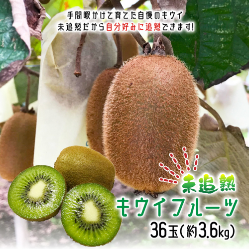 未追熟 キウイフルーツ 36玉（約3.6kg）_2302R 1110905 - 大分県国東市