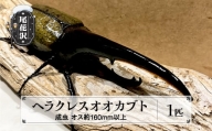 尾花沢市産 昆虫の王様 ヘラクレスオオカブト カブトムシ オス 成虫 1匹 約160mm kb-blham160