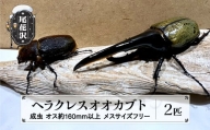 尾花沢市産 昆虫の王様 ヘラクレスオオカブト カブトムシ オス メス ペア 成虫 2匹 約160mm kb-blhap160