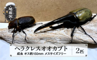 尾花沢市産 昆虫の王様 ヘラクレスオオカブト カブトムシ オス メス ペア 成虫 2匹 約150mm kb-blhap150
