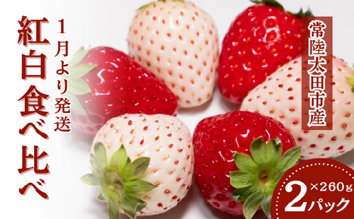 【2026年 先行予約】いちご 紅白食べ比べ(2パック×1箱)【檜山いちご園 香り 大粒 いちご 白いちご いばらキッス ひたち姫 やよいひめ 厳選 フルーツ 苺 新鮮 朝採れ 糖度 酸味 バランス 甘い 果肉 苺 品質 健康 果物 デザート 贈り物 食べ比べ 茨城県 常陸太田 人気】