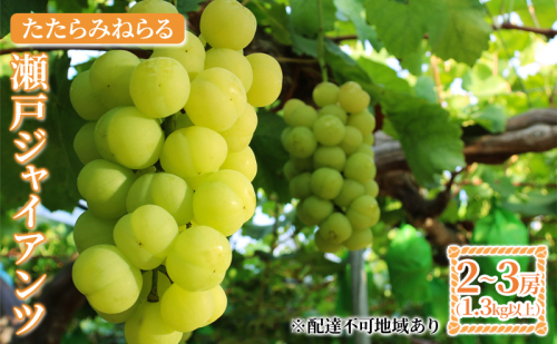 【2026年先行予約】 ぶどう 岡山県産 たたらみねらる 瀬戸ジャイアンツ 1.3kg以上（2房～3房） 《2026年9月中旬-10月中旬頃出荷》 葡萄 ブドウ フルーツ 果物 スイーツ 数量限定 期間限定 岡山 里庄町  1113119 - 岡山県里庄町