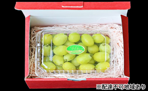 早期受付 シャイン マスカット 1パック(750g以上) 桃茂実苑 1113150 - 岡山県赤磐市