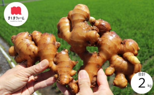 ましまファームの囲い生姜＆親生姜食べ比べセット計2kg 1113301 - 高知県佐川町