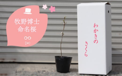 【2026年3~4月ごろ発送分予約受付中】稚木の桜 ワカキノサクラ ミニ桜 苗木 牧野博士命名種 1鉢 朝ドラ らんまん 牧野富太郎 1113377 - 高知県佐川町