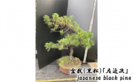 No.121 盆栽（黒松）「左近次」japanese black pine ／ ぼんさい 木 まつ 東京都