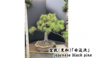 No.122 盆栽（黒松）「右近次」japanese black pine ／ ぼんさい 木 まつ 東京都