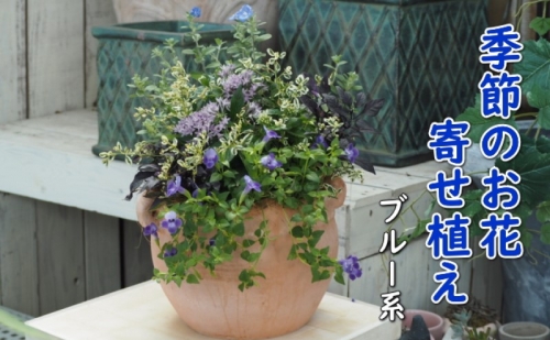 植物 寄せ植え 季節のお花 ブルー系 つぼ丸型 25cm ガーデニング 花 1114472 - 福岡県朝倉市