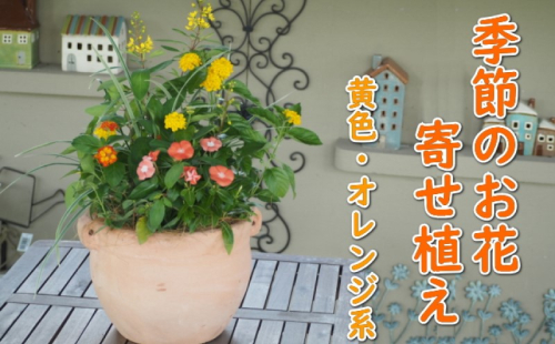 植物 寄せ植え 季節のお花 黄色 オレンジ系 つぼ丸型 25cm ガーデニング 花  1114473 - 福岡県朝倉市