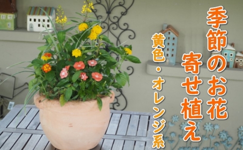 植物 寄せ植え 季節のお花 黄色 オレンジ系 つぼ丸型 25cm ガーデニング 花 1114473 - 福岡県朝倉市