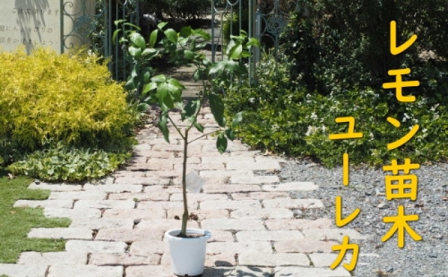 植物 レモン 苗木 品種 ユーレカ 3年生苗 レモンの木 ガーデニング 1114475 - 福岡県朝倉市
