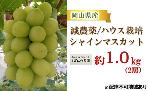 ぶどう 2026年 先行予約 シャイン マスカット 約1kg 2房 減農薬／ハウス栽培 ブドウ 葡萄 岡山県産 国産 フルーツ 果物 ギフト ばんの農園 果物類 シャインマスカット  111513 - 岡山県里庄町