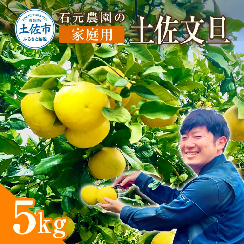 石元農園の土佐文旦 家庭用 約５キロ（７～１２玉） 期間限定 先行予約 土佐文旦 文旦 5kg ブンタン ぶんたん 果物 柑橘 フルーツ 高知県産 土佐市産 家庭用 傷 汚れ 美味しい おいしい 1116302 - 高知県土佐市
