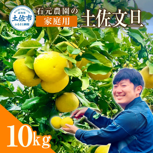 石元農園の土佐文旦　家庭用　約１０キロ（１４～２２玉） 期間限定 先行予約 土佐文旦 文旦 10kg ブンタン ぶんたん 果物 柑橘 フルーツ 高知県産 家庭用 傷 汚れ 美味しい おいしい 1116303 - 高知県土佐市