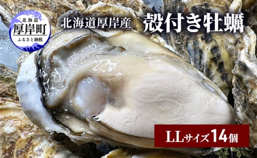 北海道 厚岸産 殻付き 牡蠣 LLサイズ 14個 1116543 - 北海道厚岸町
