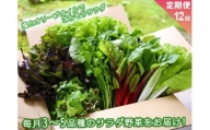 【定期便 全12回】サラダ野菜セット～3～5品種を毎月お届け～