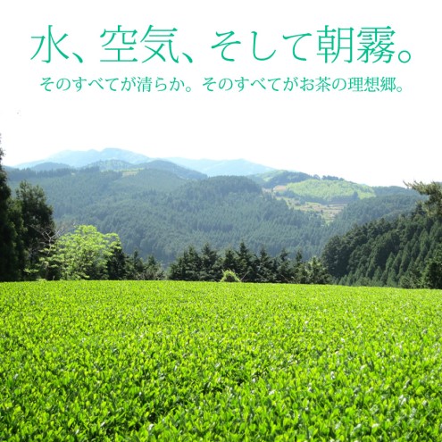 お茶 玉露 50g×2袋 奥八女 星野村 伝統 本玉露 八女茶 星野茶 茶 緑茶