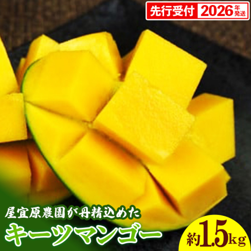 【先行受付】【2026年発送】屋宜原農園が丹精込めた「キーツマンゴー」約1.5kg - 先行予約 沖縄 産地直送 南国フルーツ 旬の味覚 沖縄県産 国産マンゴー 希少種 季節の果物 沖縄県 八重瀬町 1119881 - 沖縄県八重瀬町