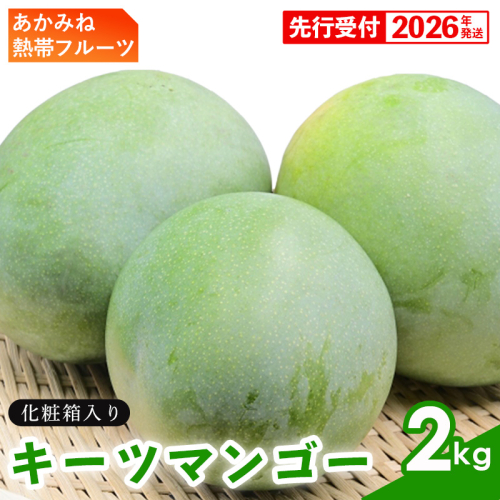 【化粧箱入】【先行受付・2026年発送】あかみね熱帯フルーツのキーツマンゴー約2kg - 先行予約 沖縄県産 産地直送 南国フルーツ 旬の味覚 季節の果物 希少種 化粧箱 ギフト 沖縄県 八重瀬町 1120011 - 沖縄県八重瀬町