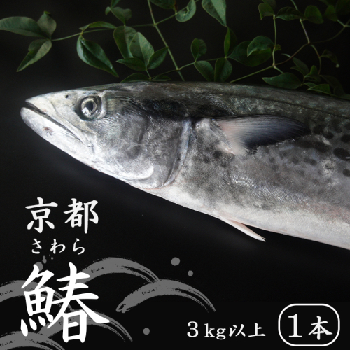 【11月から3月のみ発送】 漁師直送！！ 一本釣り 京都鰆 3kg 鮮魚 1尾 天然 新鮮 鮮度抜群 冷蔵 ナマモノ 寒さわら 活締め 1120626 - 京都府舞鶴市